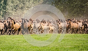 Herd of Duelmen ponies with foals running
