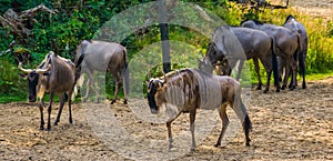 Herd of eastern white bearded wildebeest, tropical antelope specie from Africa