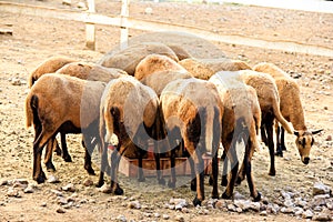 A herd of eating Barbado Blackbelly sheep photo