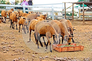 Herd of eating Barbado Blackbelly sheep photo
