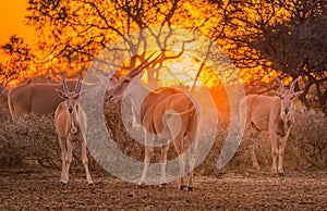 A herd of eland taurotragus oryx gathered around shrubs under an intense orange sunset photo