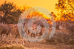 A herd of eland taurotragus oryx under an intense orange sunset. South Africa photo