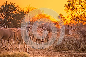 A herd of eland taurotragus oryx under an intense orange sunset. South Africa