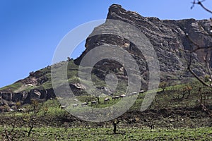 A herd of Eland Taurotragus oryx walking on the mountainside