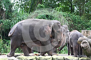 Herd of Elephant