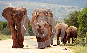 A herd of elephant approching