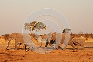 Herd of elephant Loxodonta africana