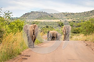 A herd of elephant on the move and walking towards the camera, Pilanesberg National Park, South Africa.