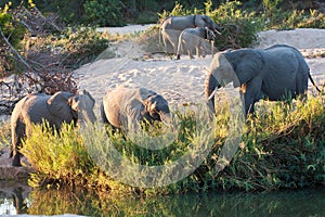 Herd of elephant play next to river