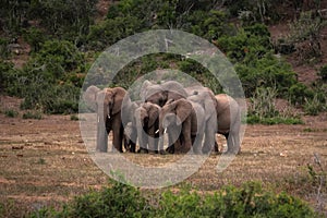 Herd of elephant protecting a baby in Addo National Park South Africa