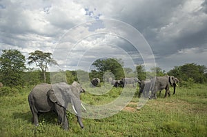 Herd of elephant in the serengeti plain