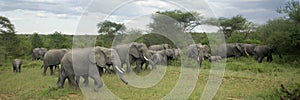 Herd of elephant in the serengeti plain