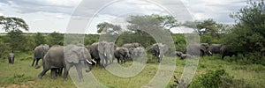 Herd of elephant in the serengeti plain