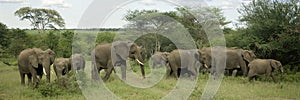 Herd of elephant in the serengeti plain