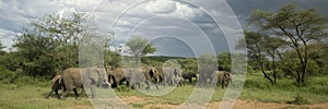 Herd of elephant in the serengeti plain