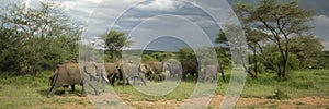 Herd of elephant in the serengeti plain