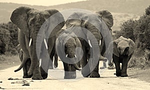 Herd of Elephant in South Africa