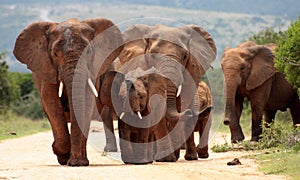 Herd of Elephant in South Africa