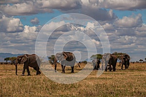 Herd of elephant walk on the savana in Tarangire National Park