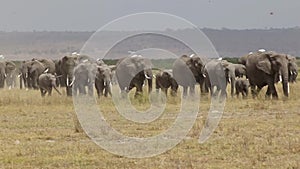 Herd of elephant walking across dusty plains in Amboseli National Park.