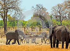 African plains with Elephants and zebras happily grazing together in Hwange National Park, Zimbabwe photo