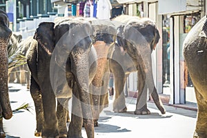 The herd of elephants