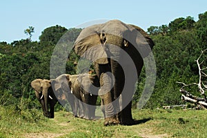 Herd of elephants