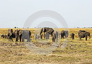 Herd of elephants photo