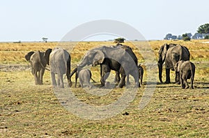 Herd of elephants photo