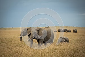 Herd of elephants