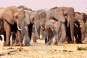 Herd of Elephants. photo