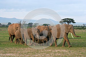 Herd of Elephants