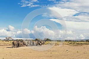 Herd of elephants