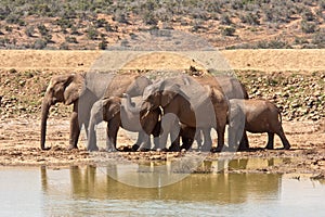 Stádo z slony v 