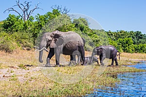 Herd of elephants adults and cubs crossing river in shallow water