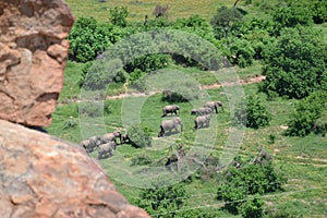 Herd of elephants, adults and cubs walking along elephant trail, Mapungubwe National Park, South Africa