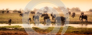 Herd of elephants in African delta