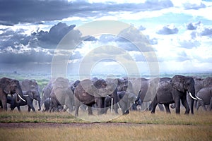 Herd of elephants on african savannah