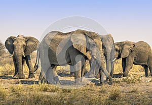 Herd of Elephants - African Wildlife, Africa