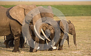 Herd of Elephants in Amboseli, Kenya