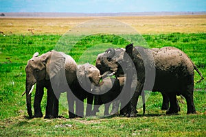 Herd of elephants Amboseli mount kenya savanna