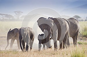 Herd of elephants in Amboseli National Park