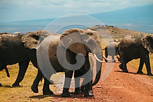 Herd of elephants at Amboseli National Park Africa Kenya during safari