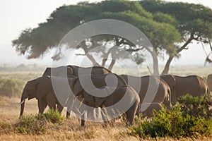 Herd of elephants in the Amboseli National Park Kenya