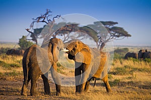 Herd of elephants in Amboseli National Park Kenya