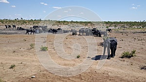 Herd of elephants around a waterpool