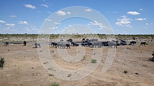 Herd of elephants around a waterpool