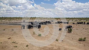 Herd of elephants around a waterpool