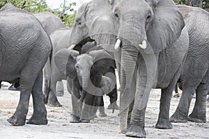 Herd of elephants with babies, Okavango Delta, Botswana, Africa