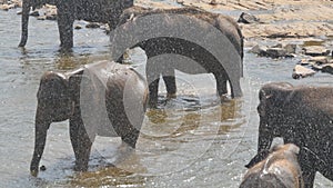 Herd of elephants bathe in river or lake. Close up